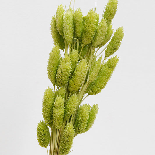 phalaris preserved green