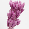 phalaris preserved lilac