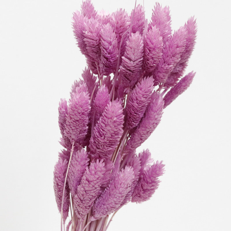 phalaris preserved lilac