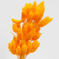 phalaris preserved orange