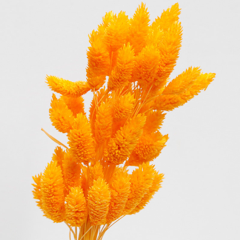 phalaris preserved orange