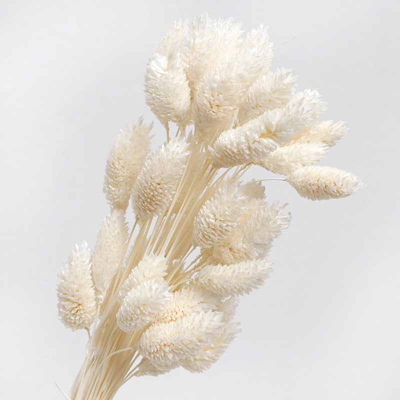 phalaris preserved white