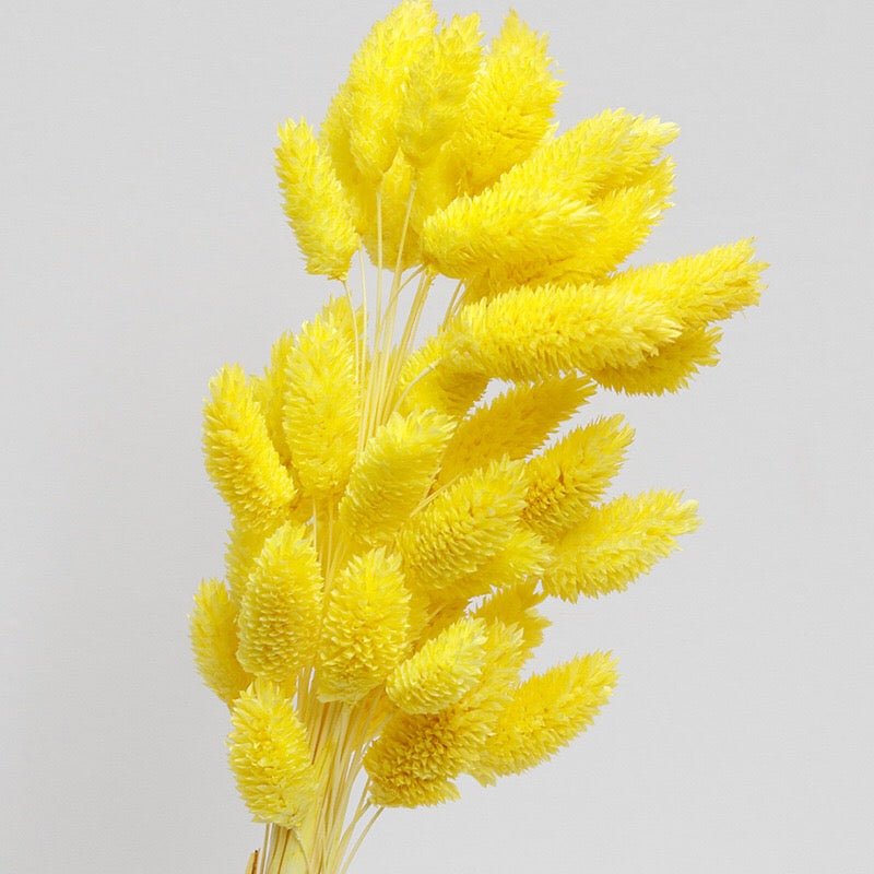 phalaris preserved yellow