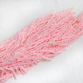 pink Amaranthus
