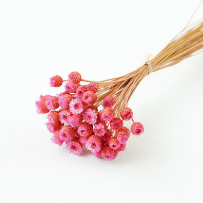 pink Chamomile Daisy
