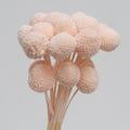 Pink Dried Craspedia