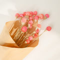 Pink Dried Gomphrena
