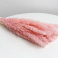 pink pampas grass