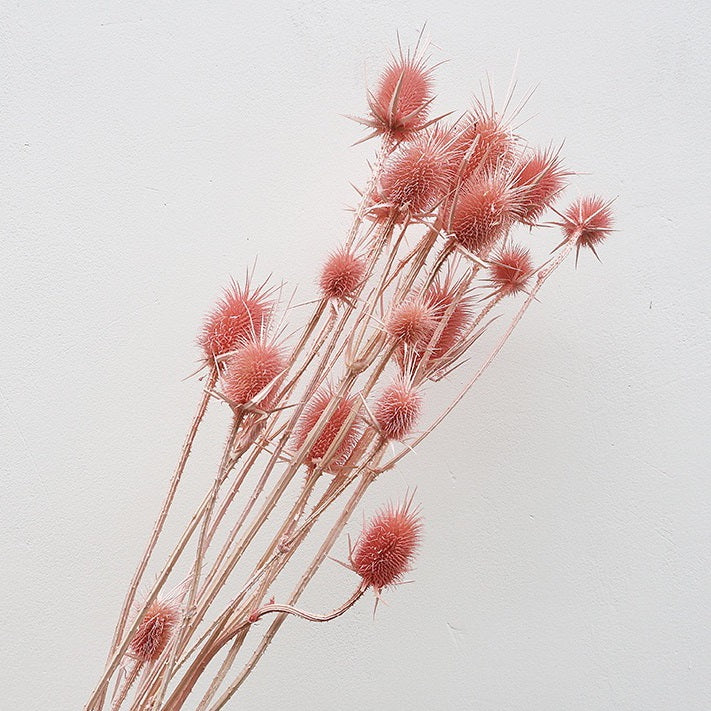 Pink Preserved Cardistella Thistle