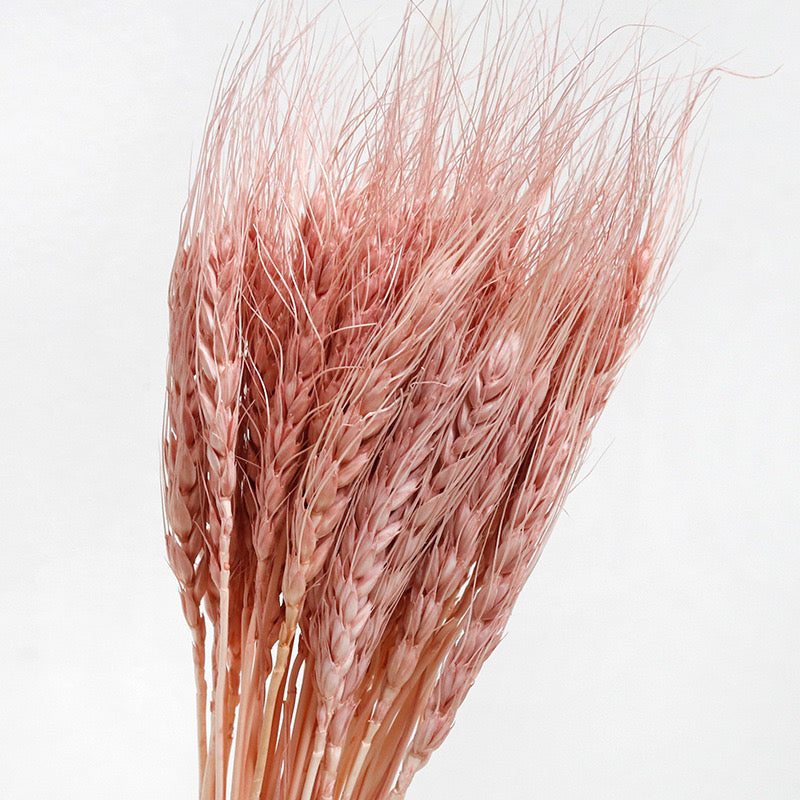 Pink Preserved Wheat
