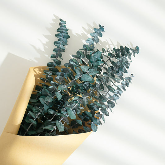 Preserved Green Eucalyptus