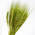 Preserved Green Wheat