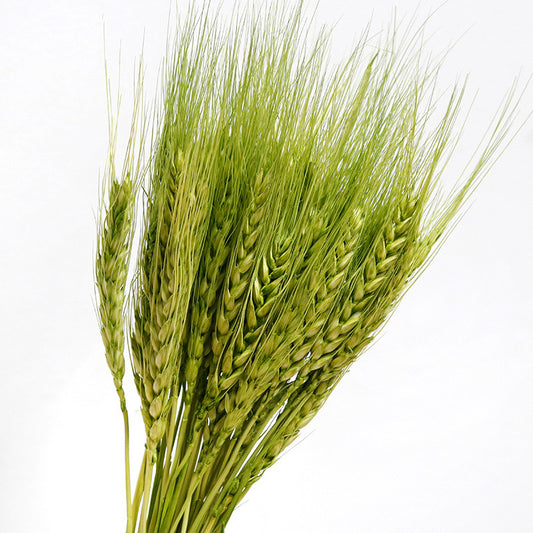 Preserved Green Wheat