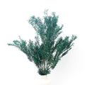 Preserved Melaleuca Bracteata blue green