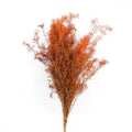 Preserved Melaleuca Bracteata burnt orange