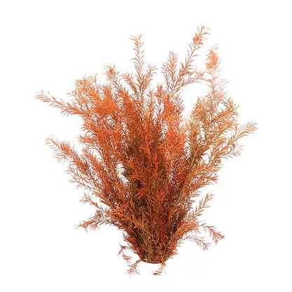 Preserved Melaleuca Bracteata burnt orange