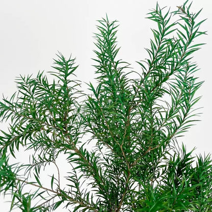 Preserved Melaleuca Bracteata green