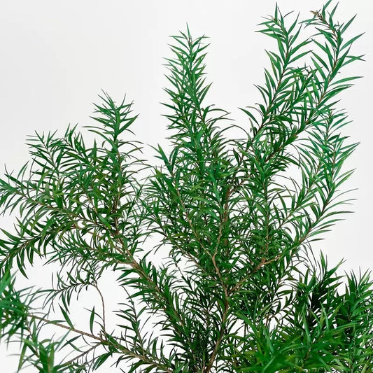 Preserved Melaleuca Bracteata green
