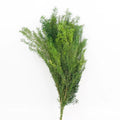 Preserved Melaleuca Bracteata green
