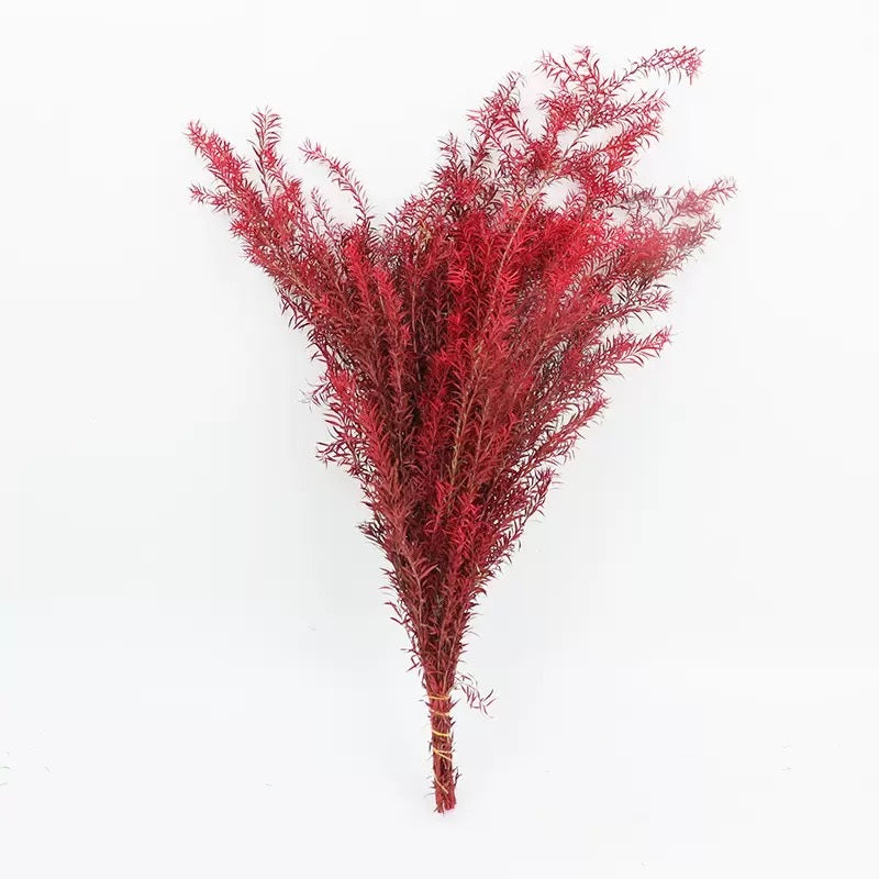 Preserved Melaleuca Bracteata red
