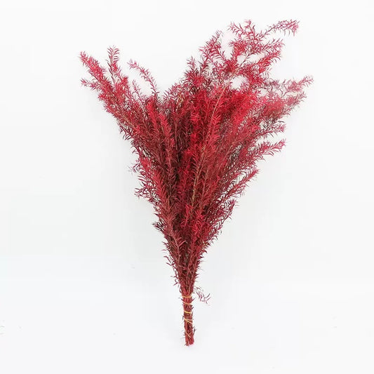 Preserved Melaleuca Bracteata red