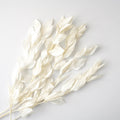 Preserved Orange Leaves White