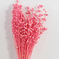 Preserved Pink Flax (linum)