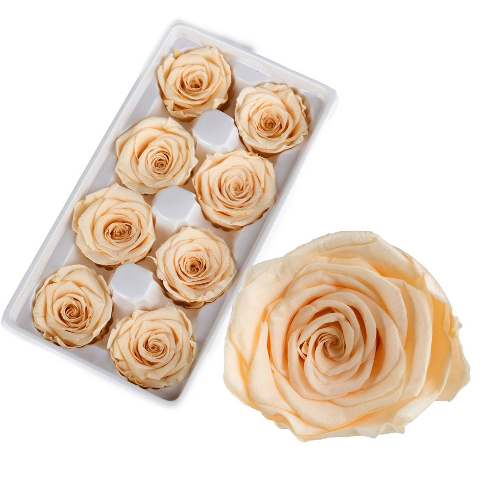 Preserved rose heads champagne