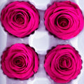 Preserved rose heads magenta