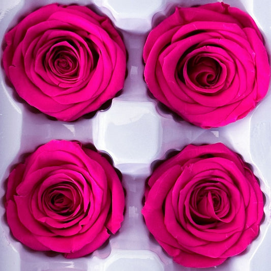 Preserved rose heads magenta