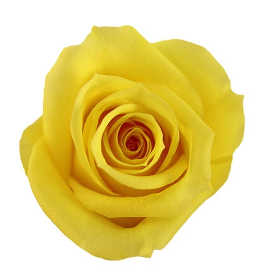 Preserved rose heads yellow