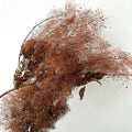 preserved smoke tree aurantius