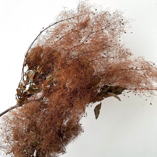 preserved smoke tree aurantius