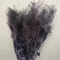 preserved smoke tree black