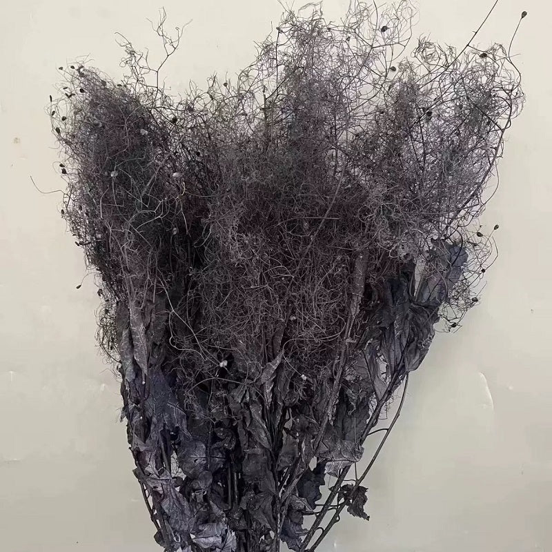 preserved smoke tree black
