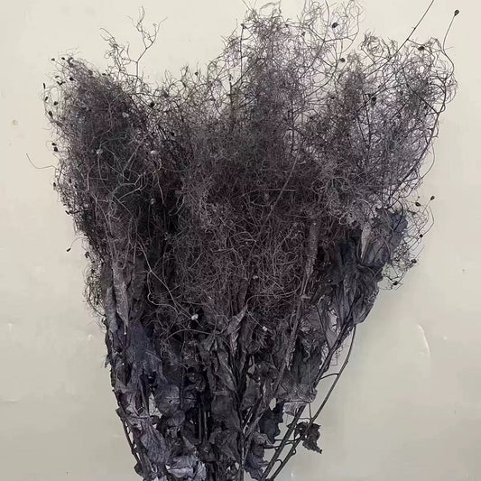 preserved smoke tree black
