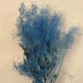 preserved smoke tree blue