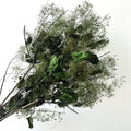 preserved smoke tree dark green