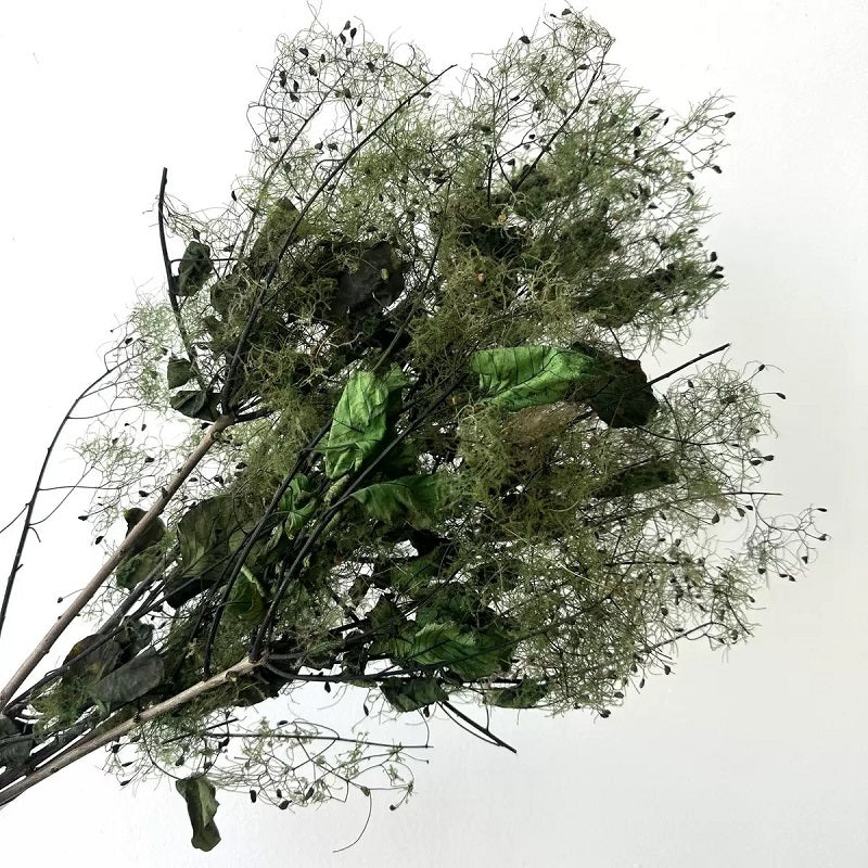preserved smoke tree dark green