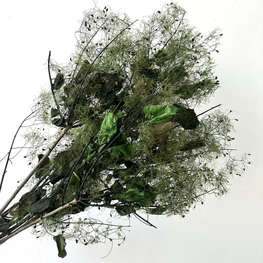 preserved smoke tree dark green
