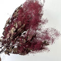 preserved smoke tree cerise red