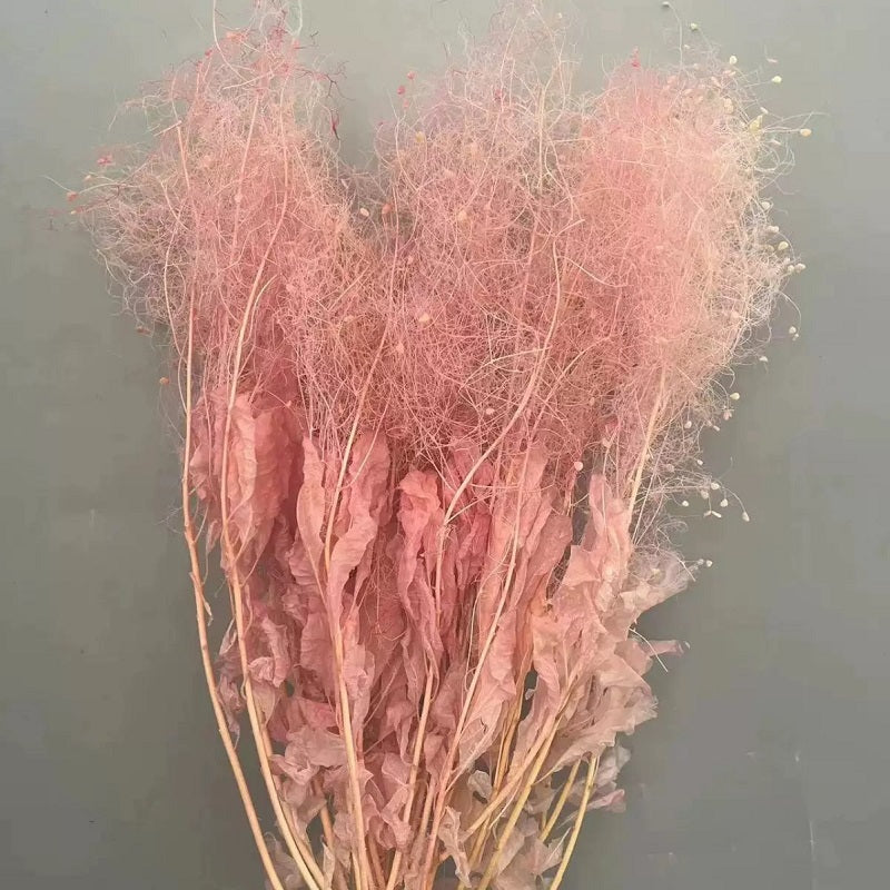 preserved smoke tree pink