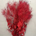 preserved smoke tree red