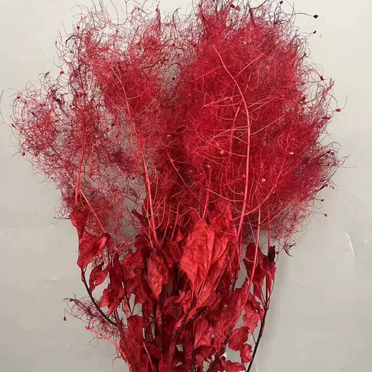 preserved smoke tree red