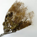 preserved smoke tree army green
