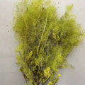 Preserved smoke tree spring green