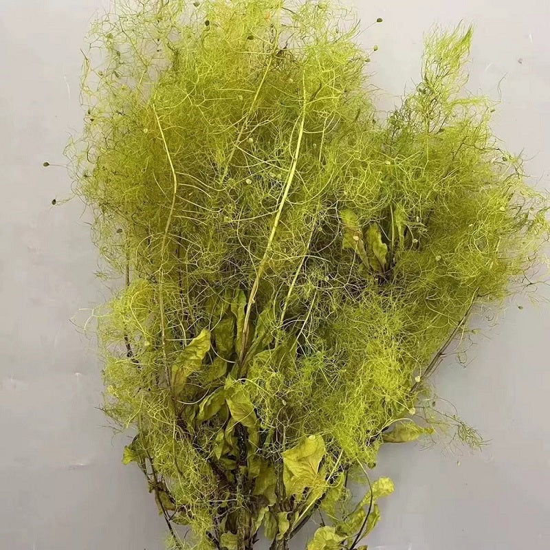 Preserved smoke tree spring green