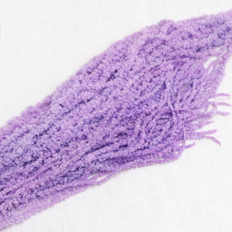 purple Amaranthus 2