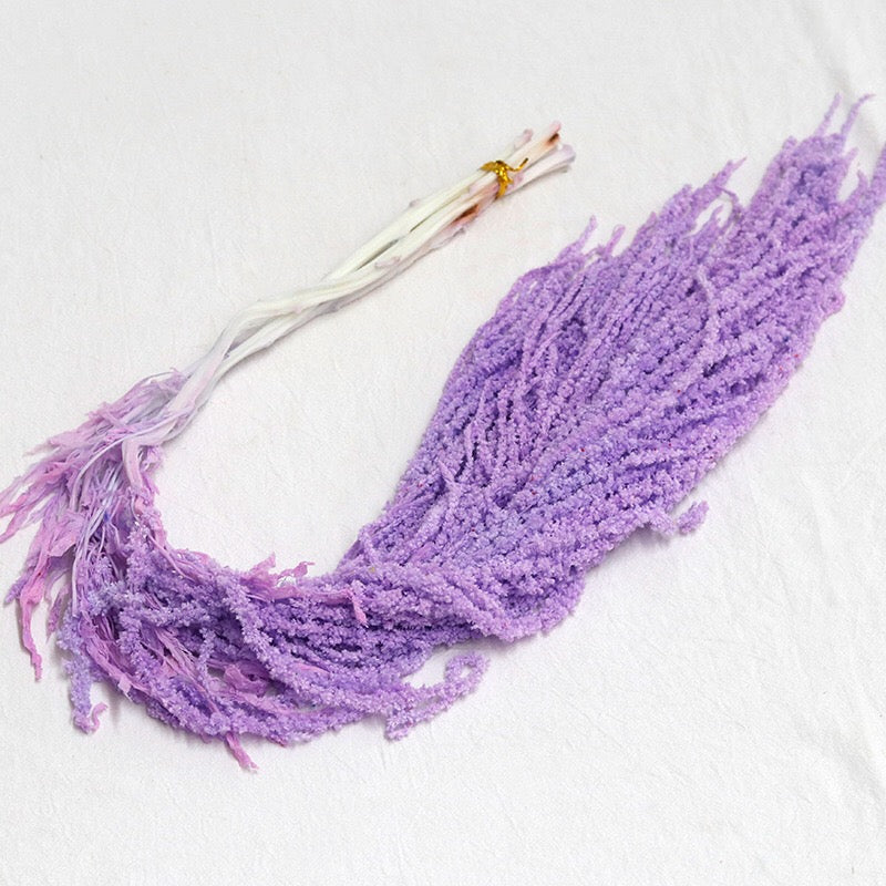 purple Amaranthus