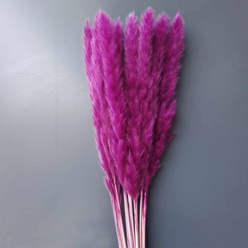 purple canary pampas grass